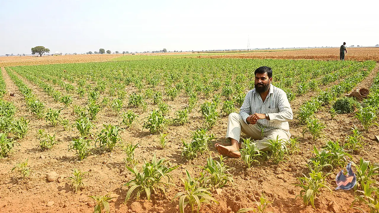 Nagaur Farmers Begin Cumin Sowing Preparations, Experts Share Key Guidelines for Better Yield