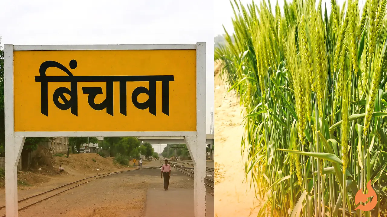 How Nagaur's Binchawa Village Turned 'Sweet Wheat' and Cash Crops Into a Farming Success Story
