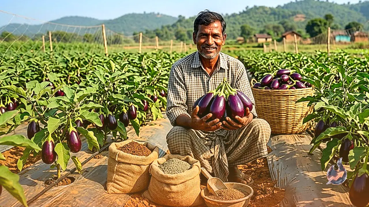 Ranchi Farmer's Neem and Mustard Cake Mix Delivers 3 Tonnes of Pest-Free Brinjal From Just One Acre