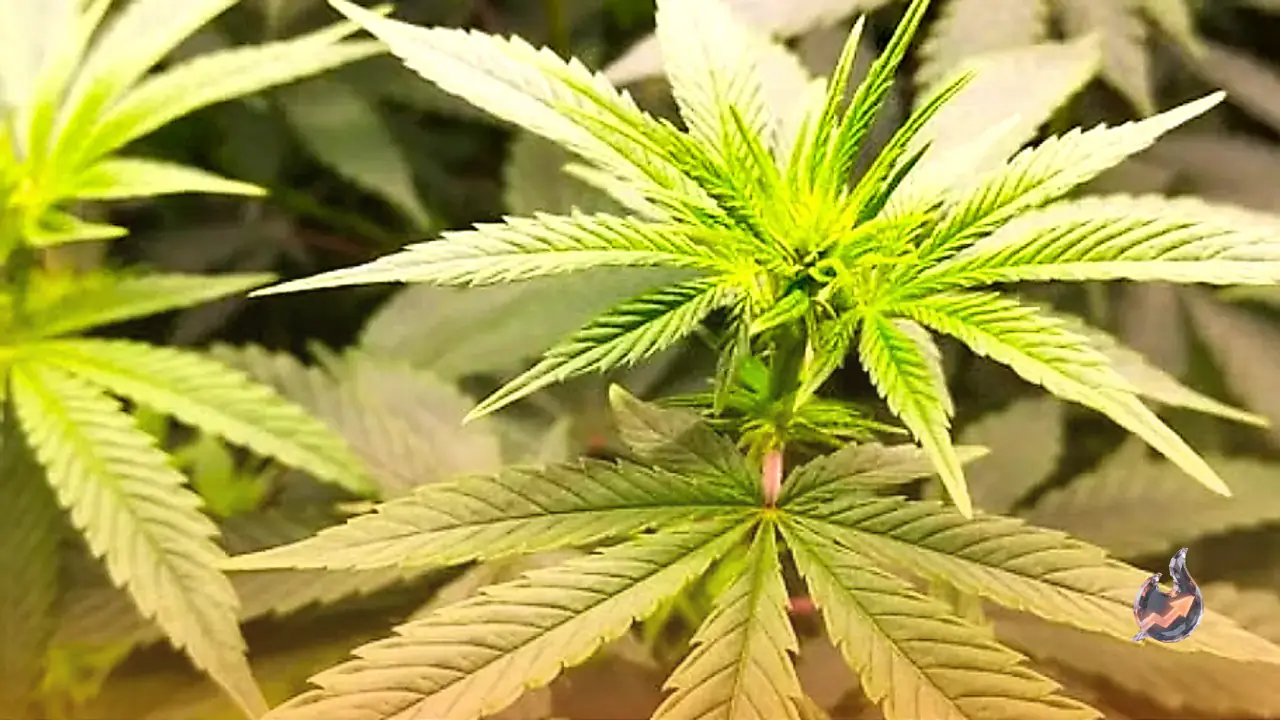 Odisha Cracks Down on Illegal Cannabis Farming Across 6 Districts With Strict Warnings for Negligent Officials