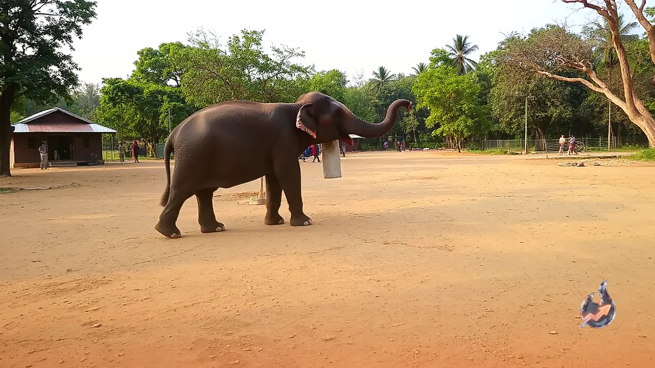 Palamu Betla Park Elephant Alert: Forest Department Issues Advisory For Fort Route