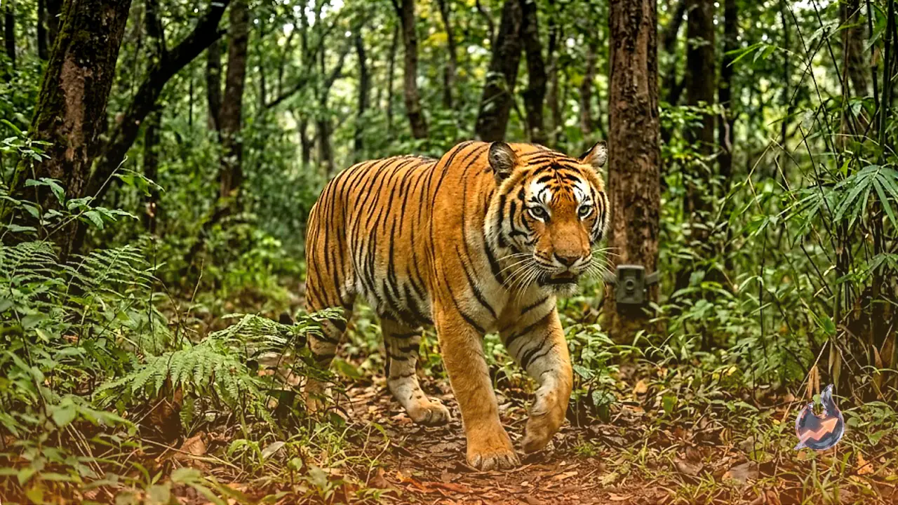 पांवटा साहिब के खारा जंगल में 'रॉयल बंगाल टाइगर' की दस्तक, ट्रैप कैमरे में कैद हुई आवाजाही