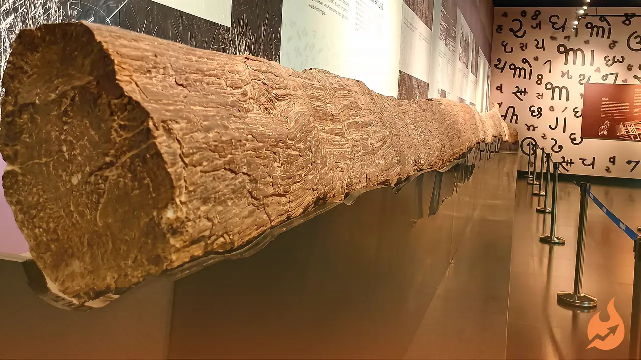 The 200-Million-Year-Old 'Rock' at Patna Museum Was Once a Living Tree — Here's Its Astonishing Story