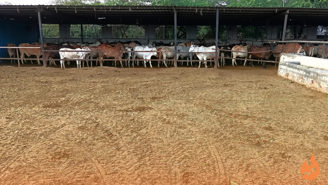 Inside Faridabad's Devashray Gaushala: Where Stray Animals Heal and Rural Women Earn a Living