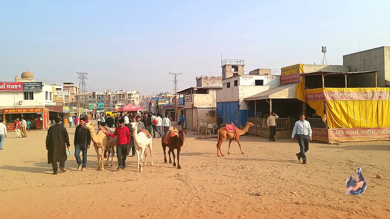 Pushkar Fair in Ajmer introduces QR code navigation to guide visitors across competition grounds and animal stalls