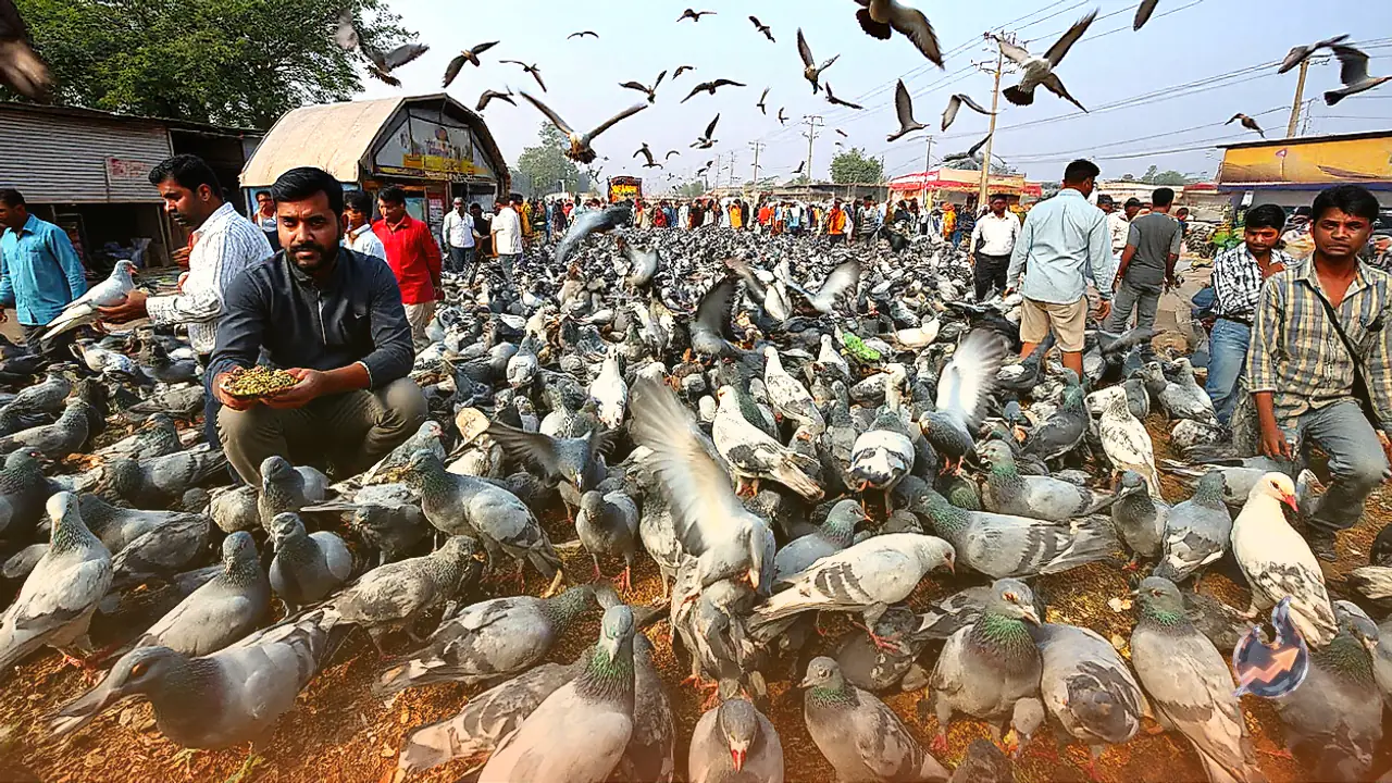Rising Pigeon Population in Hyderabad Threatens Public Health and Cleanliness, Authorities Appeal Against Feeding