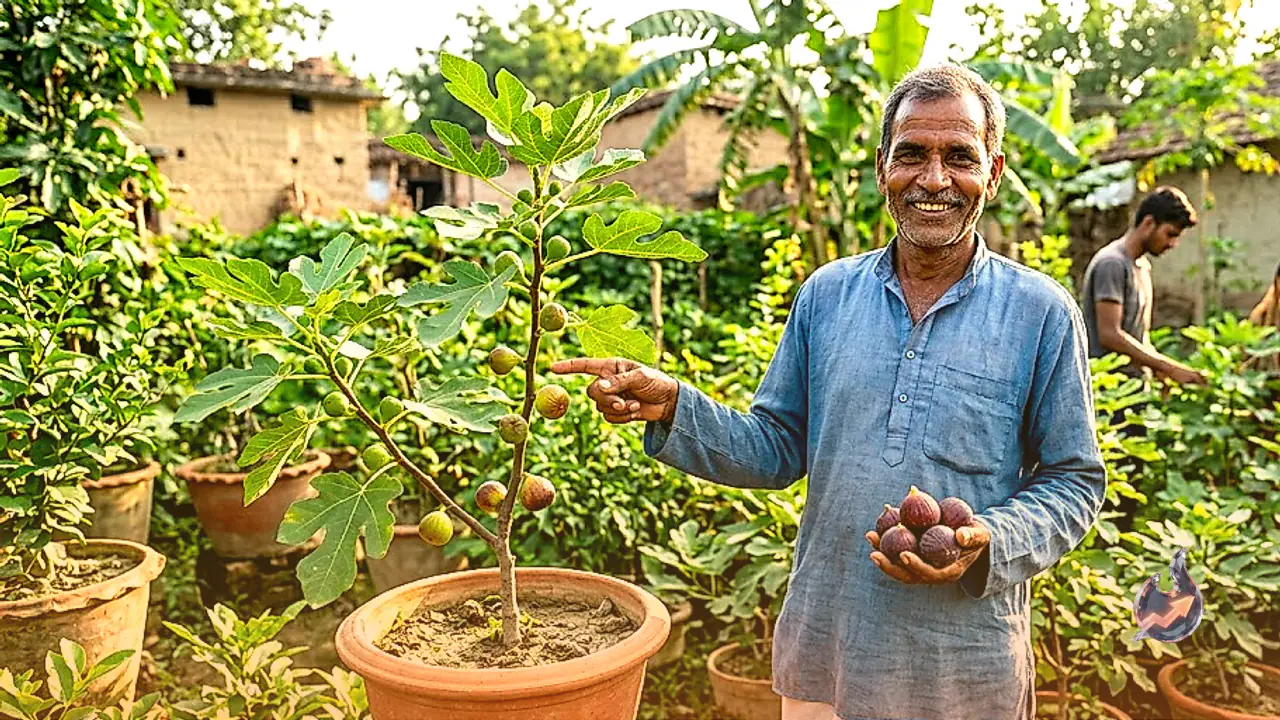 Samastipur Gardening Guide: How a 100 Rupee Fig Sapling Can Yield Fresh Fruit and Big Income Within a Year