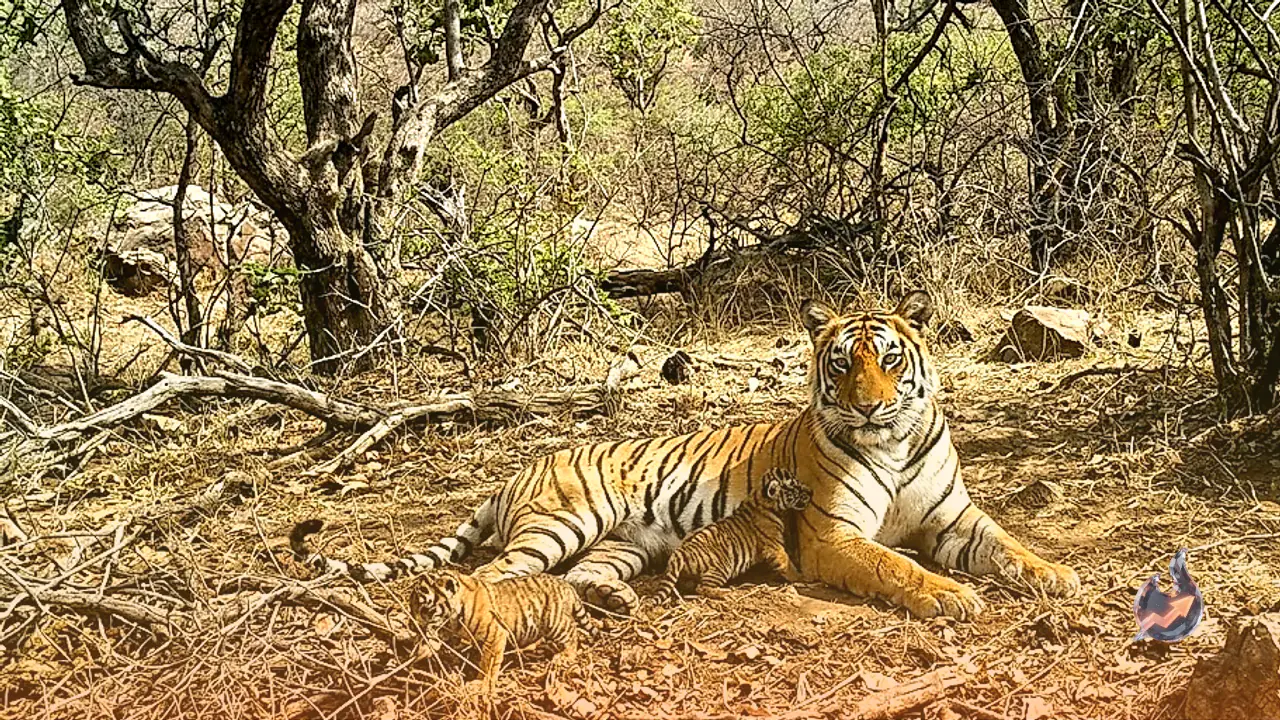 Sariska Tiger Reserve Population Climbs to 58 as Tigress ST-26 Gives Birth to Two Cubs