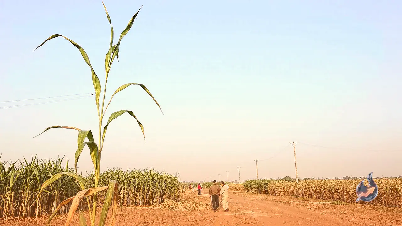 Shahjahanpur Sugarcane Research Council to Distribute Mini Seed Kits on October 30 for 30,000 Farmers