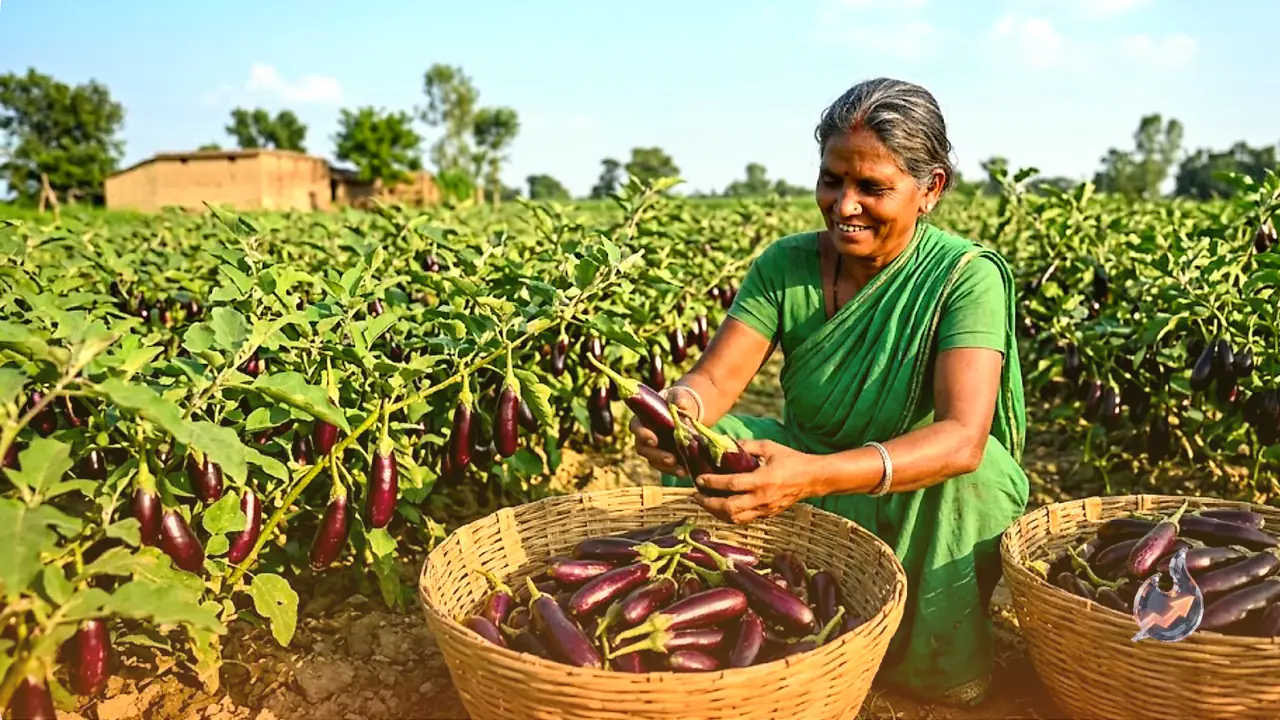 One Bigha Of Brinjal Turns Into A Year-Round Income Machine For This Bihar Farmer