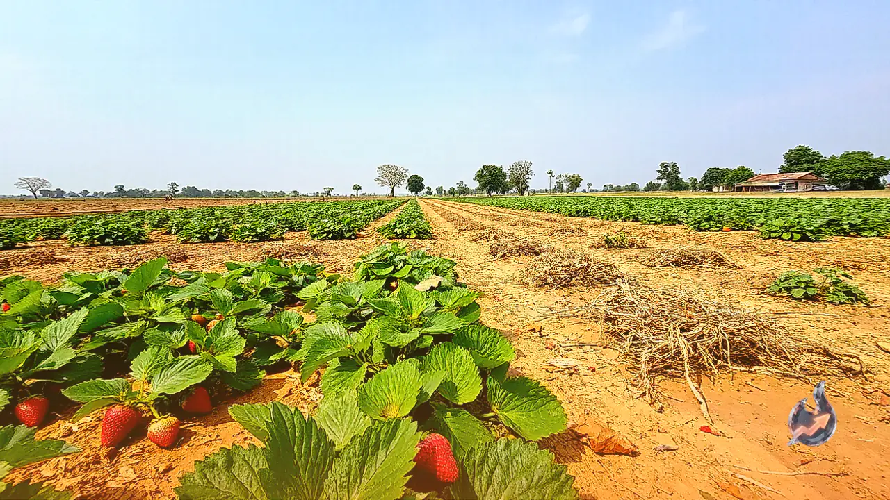 Strawberry Farming in Palamu: Cost, Profit, and Cultivation Methods