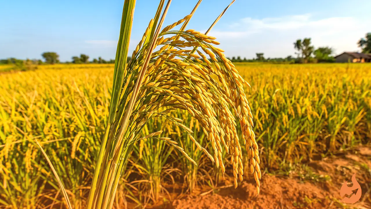 Drought-Resilient Paddy: Two Varieties That Could Rescue Farmers on Low-Water, Upland Soils