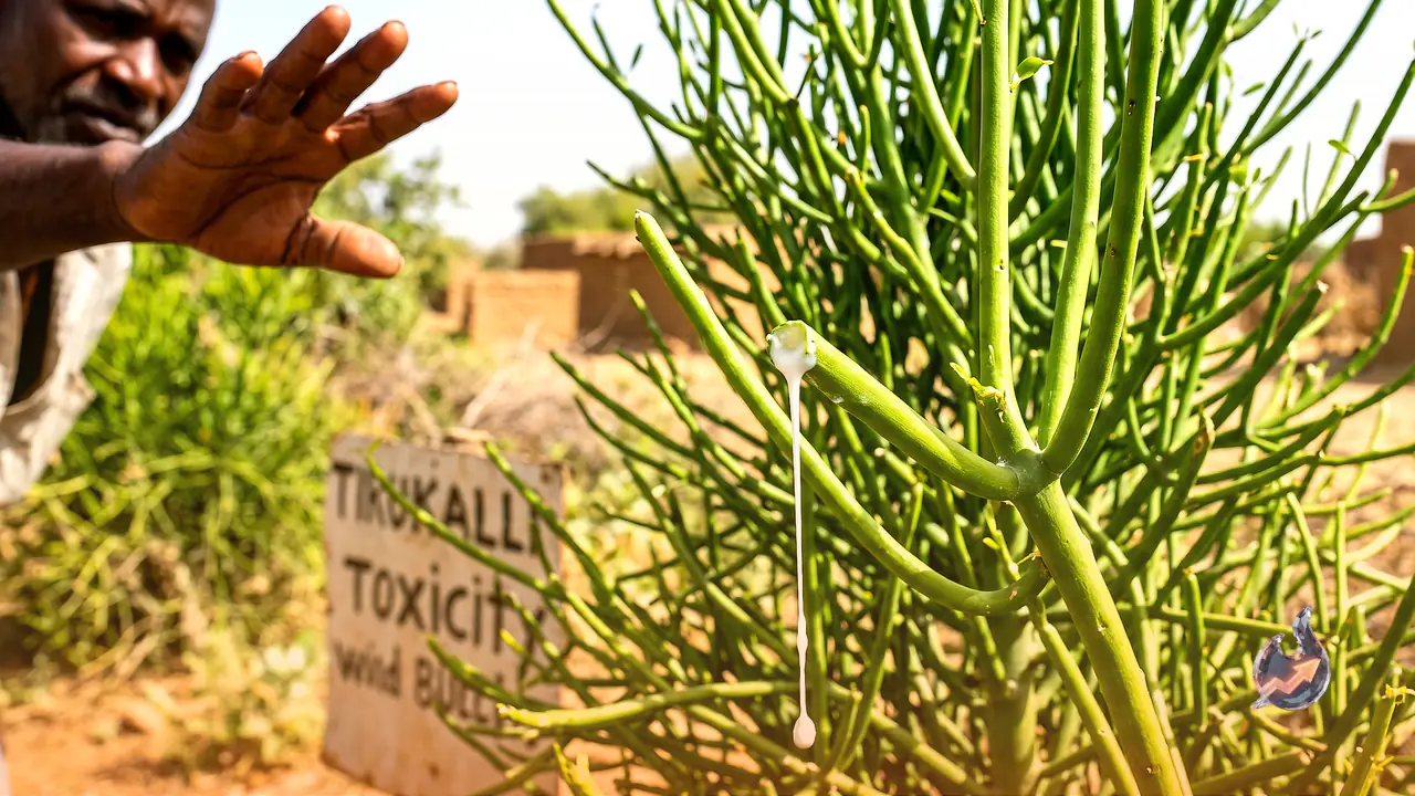 Stem Full of Milky Sap: The Medicinal Uses of the Tirukalli Plant and the Cautions You Must Not Ignore