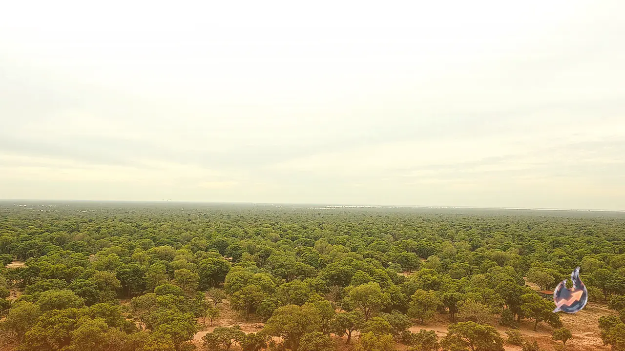 Vast Silk Canopies Blanket Trees After Devastating Floods, Creating Natural Shields Against Disease