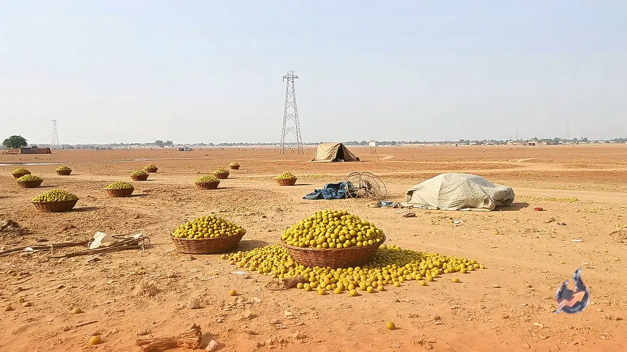 Why Amla Demand Surges in Winter Along With Easy Murabba Recipe From Jalore Resident