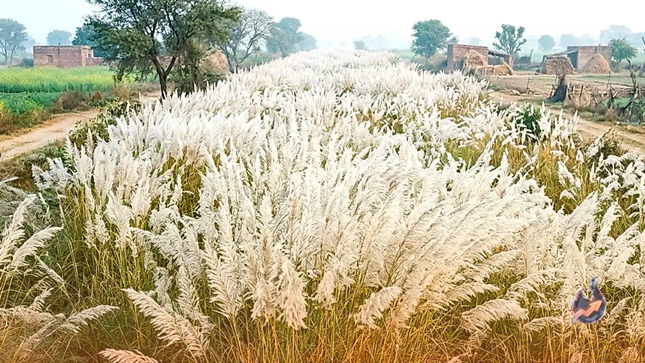 भरतपुर के देहाती इलाकों में खिली सरपत की सफेद छटा, ग्रामीण परिदृश्य हुआ गुलजार